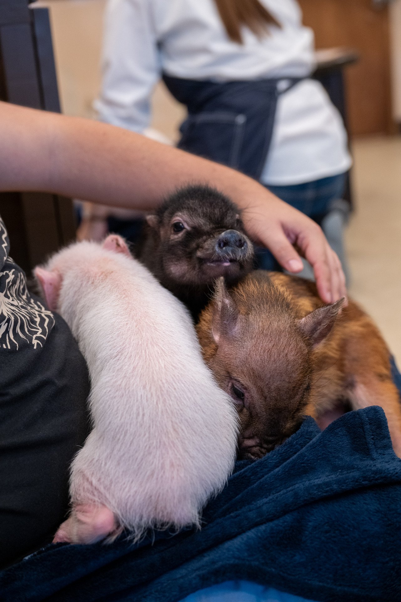 🐷 마이피그 카페 교토점 (mipig cafe Kyoto) 이미지 4